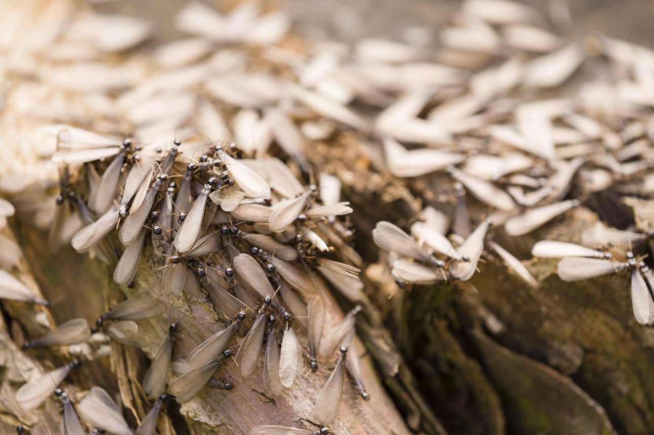 PRE-PURCHASE PEST INSPECTIONS
